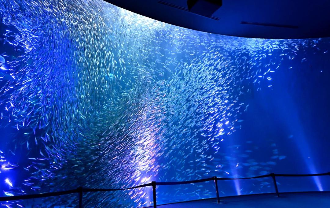 Éclairage pour aquarium public avec technologies LED écoénergétiques